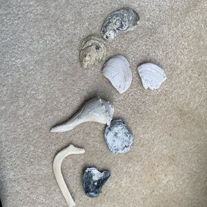 These are hand found seashells